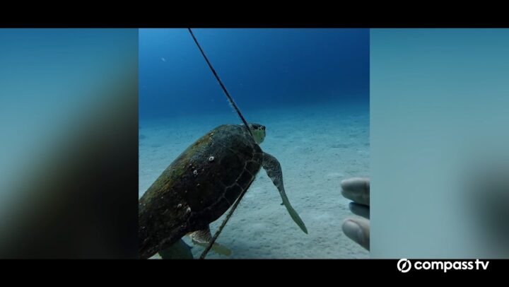 Turtle rescue