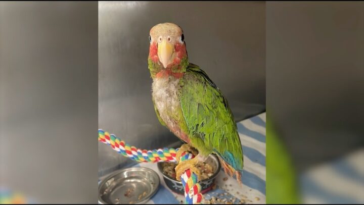 DoE – Cayman parrots