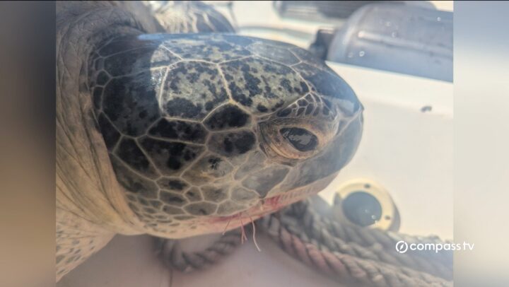 World Turtle Day