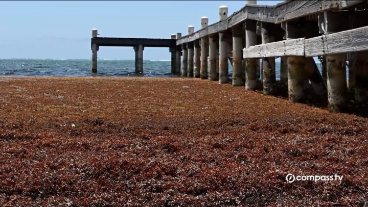 Sargassum increases on Cayman shores