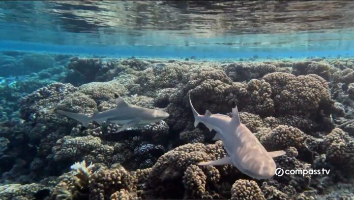 Cayman celebrates World Oceans Day