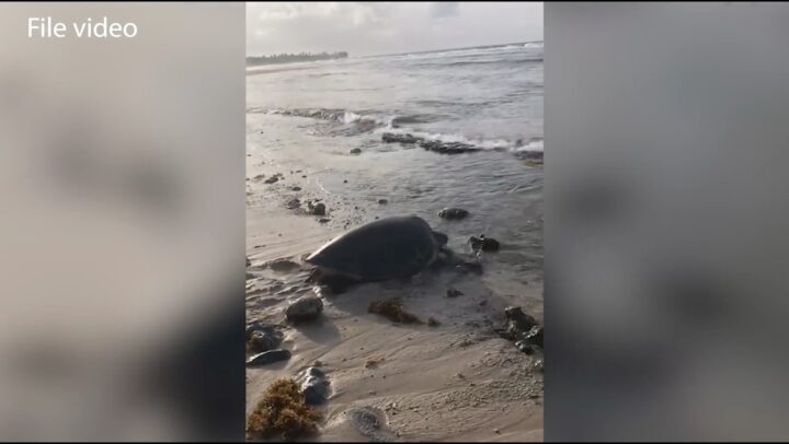 Identifying threats to nesting turtles