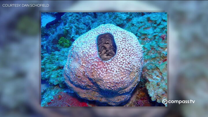Underwater Photos Lead to Discovery of New Species in Cayman
