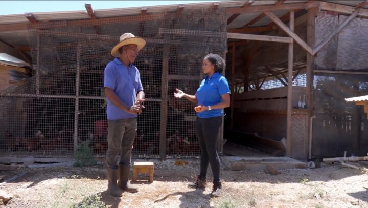 Made In Cayman – Egg Farming
