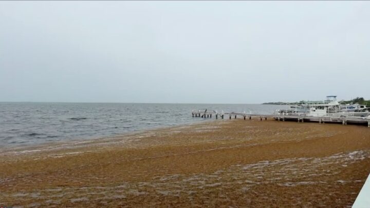 No sargassum plan