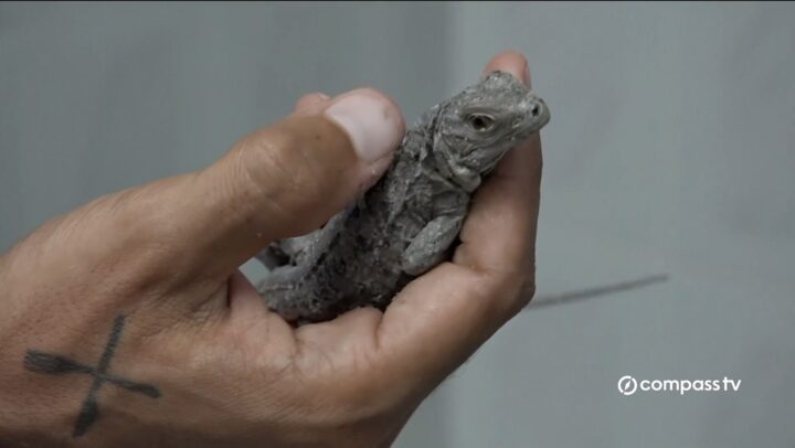 Protecting cayman’s blue icon – National Trust