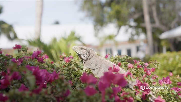 Roadkill surge threatens rock iguana population