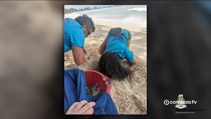 Turtle nesting season begins across Cayman Islands