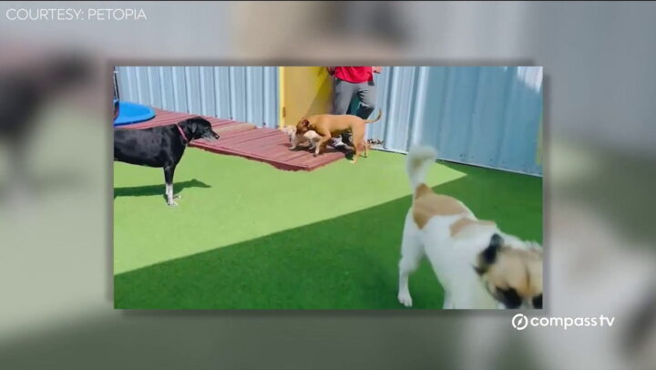Kennel Cough in Cayman