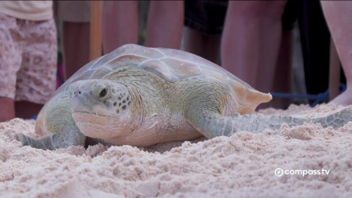 Saving Sea Turtles: Cayman’s Comeback Story Continues