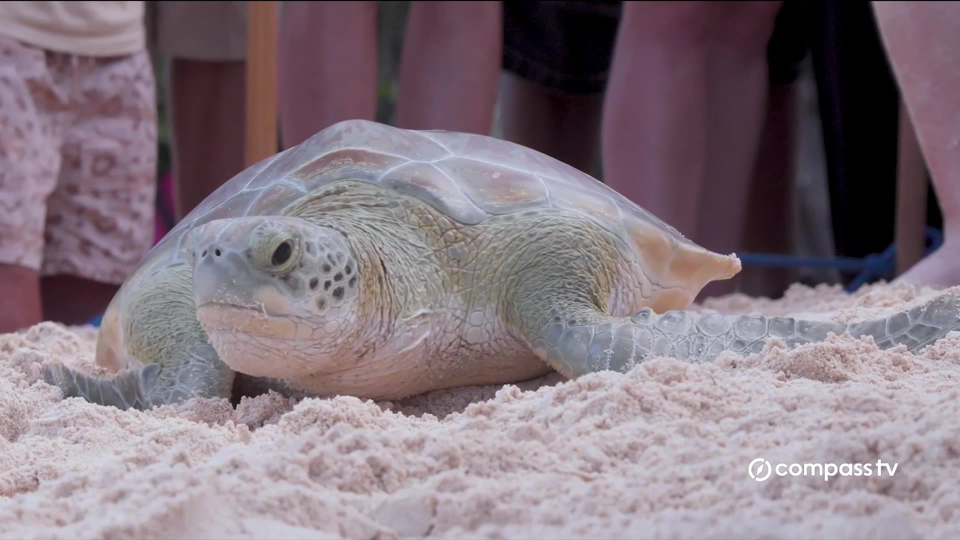 Turtles released in celebration of World Sea Turtle Day