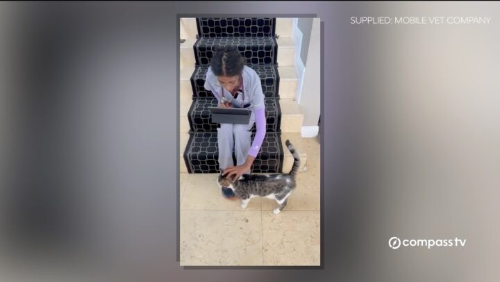 Storm Prep for Pets: What You Need to Know Before the Next Hurricane