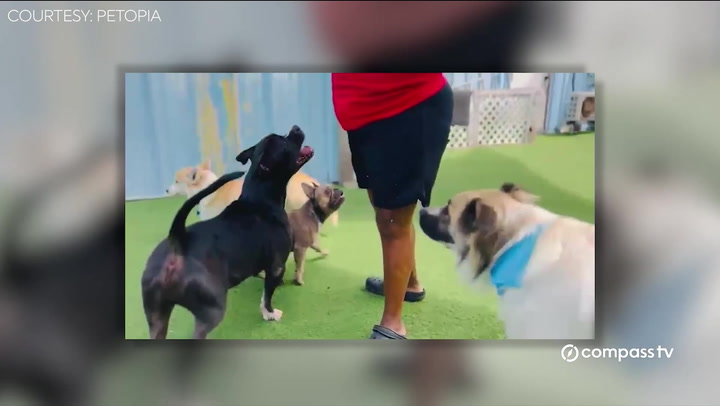Humane Society Closes Shelter Amid Suspected Kennel Cough Outbreak
