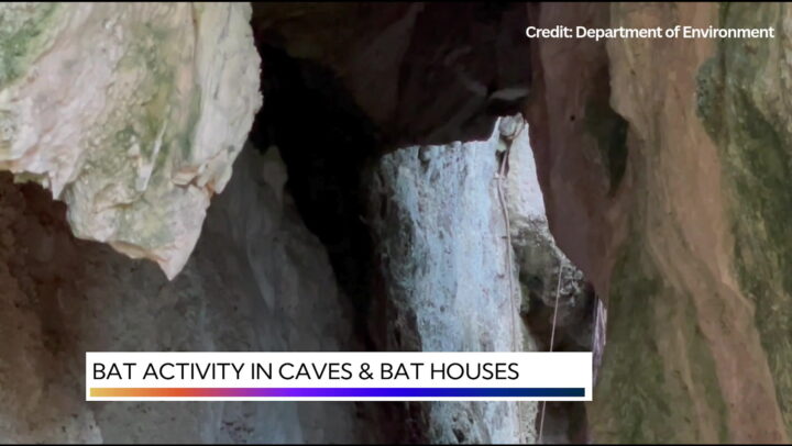 Nature Break – DOE Bat Count Cayman
