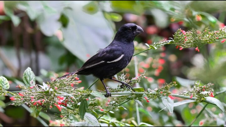 Bird Watching