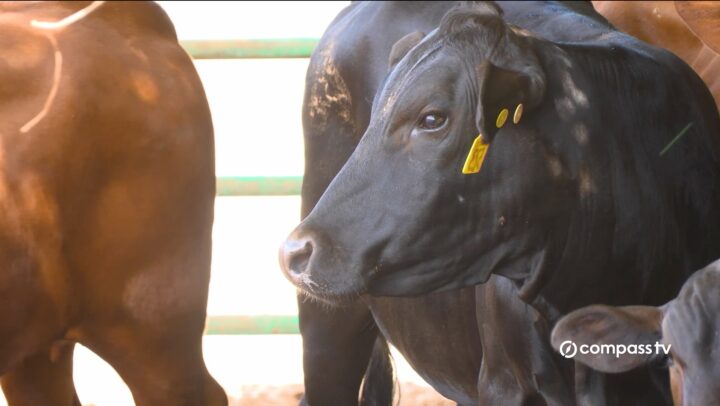 Cayman’s cattle business
