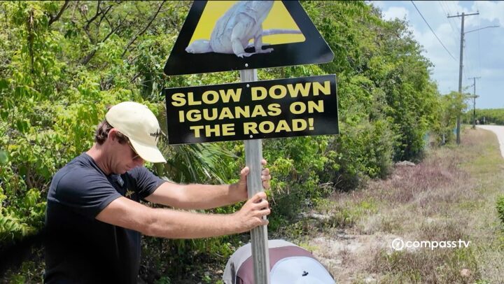 Drivers warned to watch for Blue Iguanas