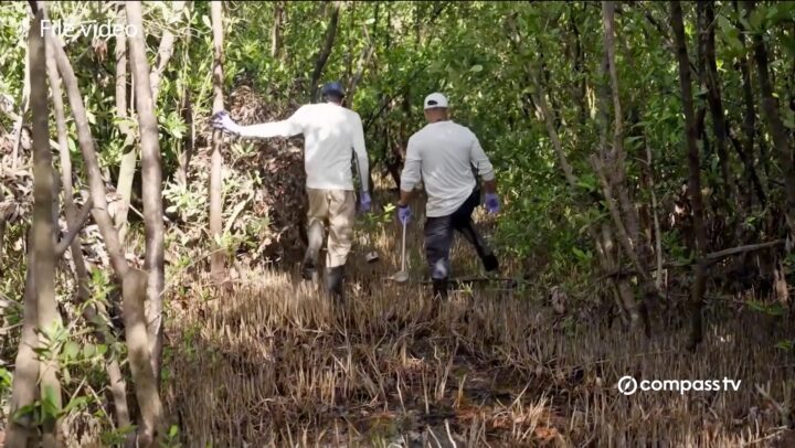 MRCU monitors mosquito numbers