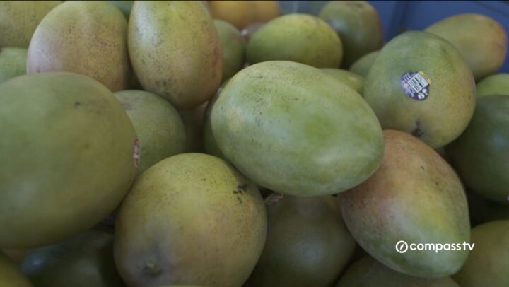 Mango season ends 31 July