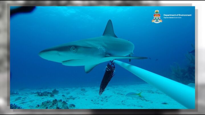 Shark Pupping and Awareness Day