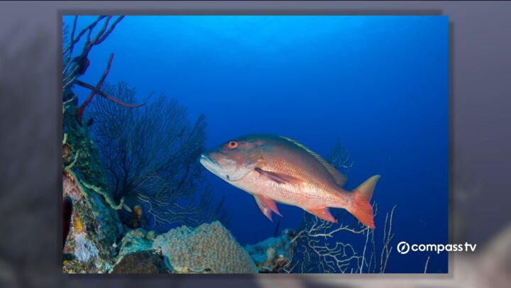 Snapper species in Cayman unknown