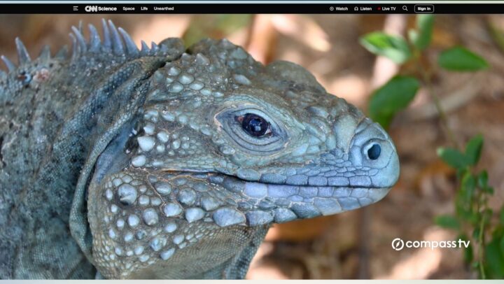 Blue Iguanas featured in CNN special