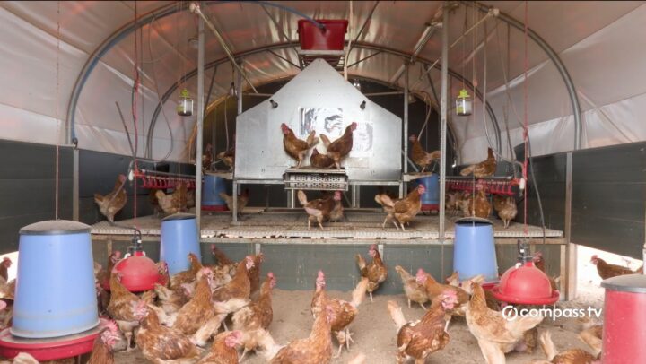 Cracking the code to food security – Cayman invests in local egg production
