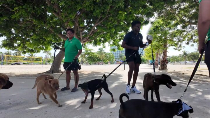 DOA hosts puppy walk