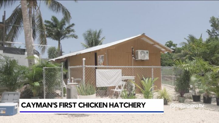 Hatchlings emerge at Cayman’s first local chicken hatchery