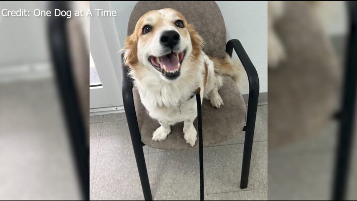 One Dog at a Time – Rescuing Cayman’s pups, one wag at a time