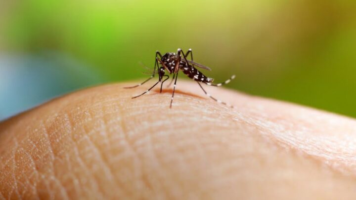 PAHO warns of chikungunya spread