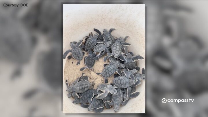 Record loggerhead turtle nest numbers reported