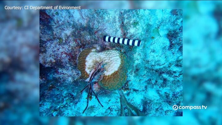 Department of Environment – SCTLD coral disease