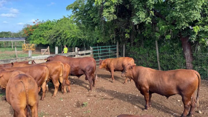 Farmers urged to take part in livestock census