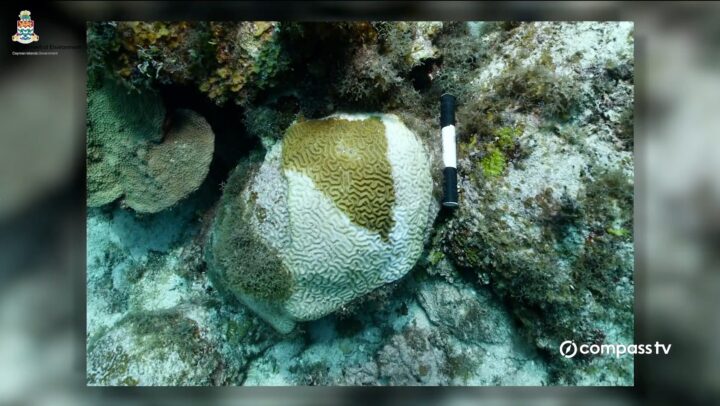 Lethal coral disease reaches Little Cayman