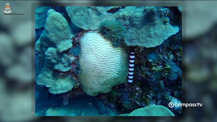 Stony coral disease spreads rapidly through Little Cayman reefs