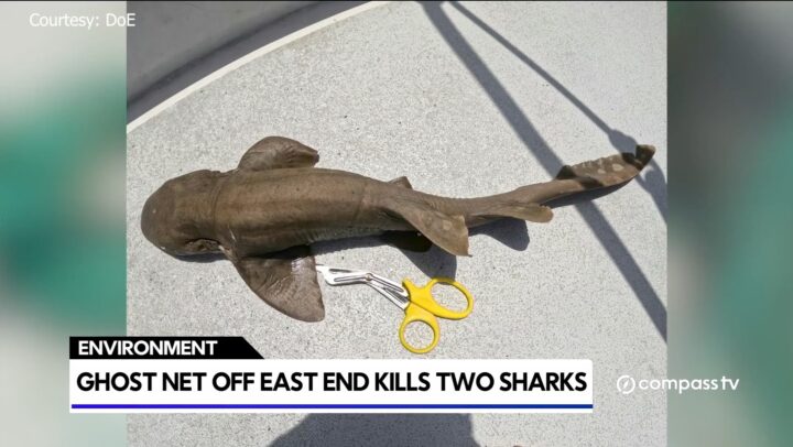 New warnings over ‘ghost nets’ after dive boat finds trapped sharks