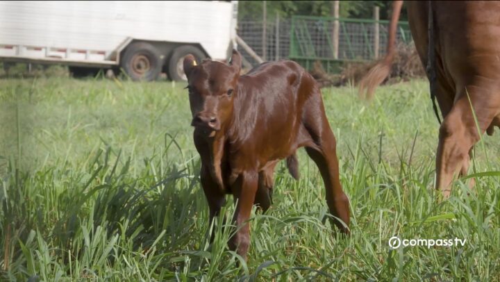 Five new calves mark progress in DOA’s cattle programme