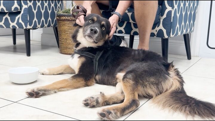 Pet of the month