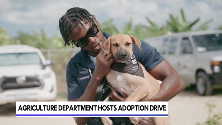 DOA seeks ‘home for holidays’ for shelter animals