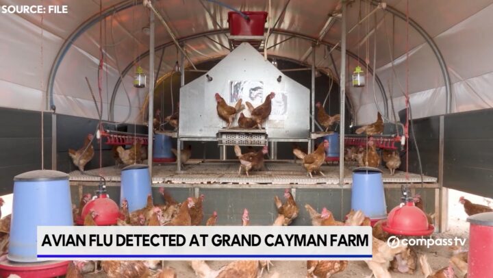 Avian flu detected on farm in Grand Cayman