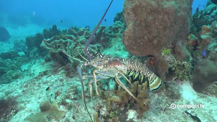 DOE reminds public of limits as lobster season opens December 1