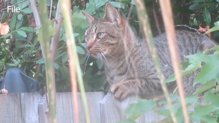 NCC defends using rifles for cat culling