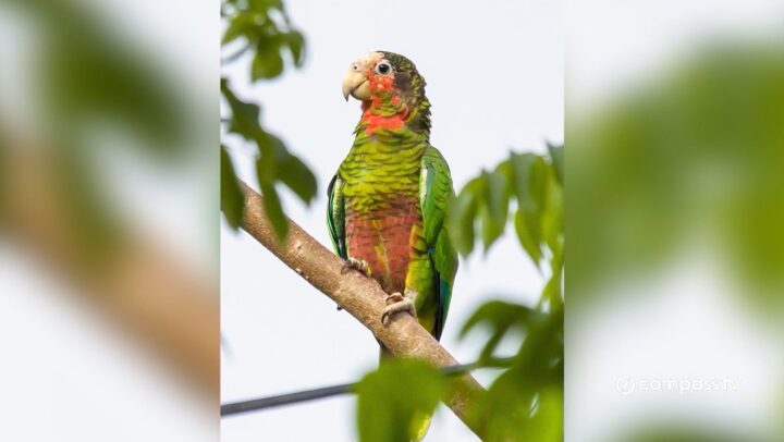 Protecting paradise – National Trust updates on conservation