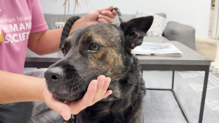 Pet of the Month – Buddy