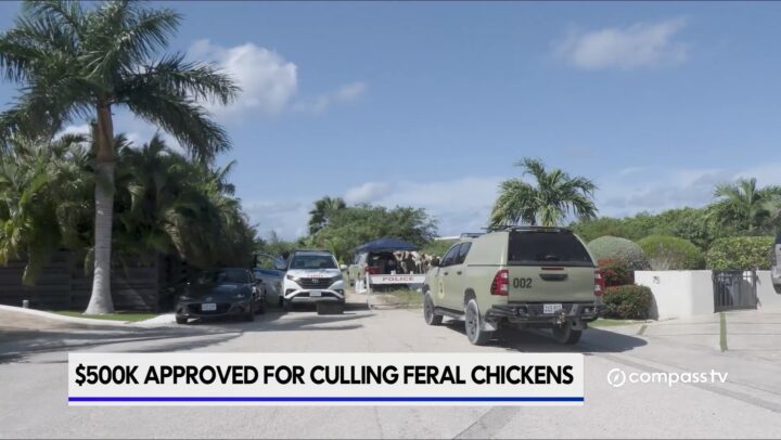 Cabinet approves $.5m for feral chicken cull