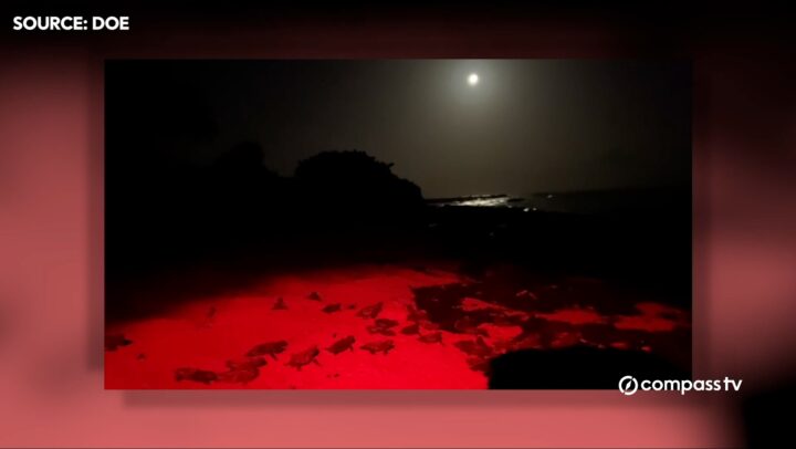 Cayman’s 2025 turtle nesting season closes with record loggerhead numbers