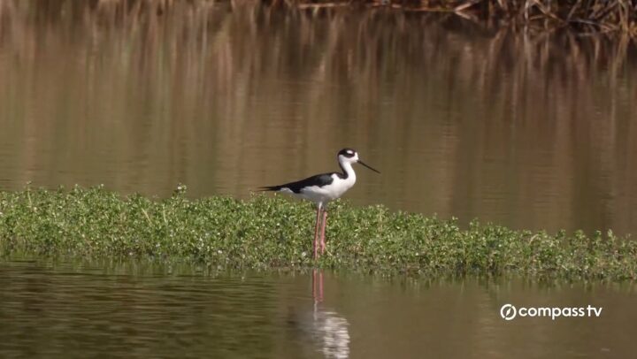 Nature Break – Cayman’s winter winged visitors