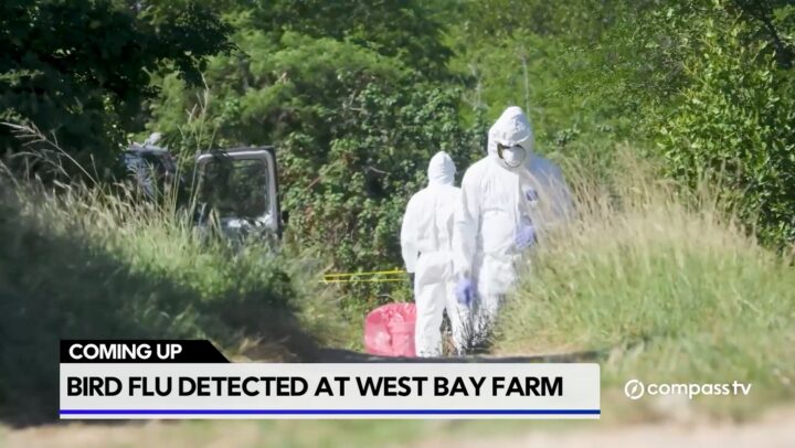 Three-week poultry movement ban issued after avian flu detected on local farm