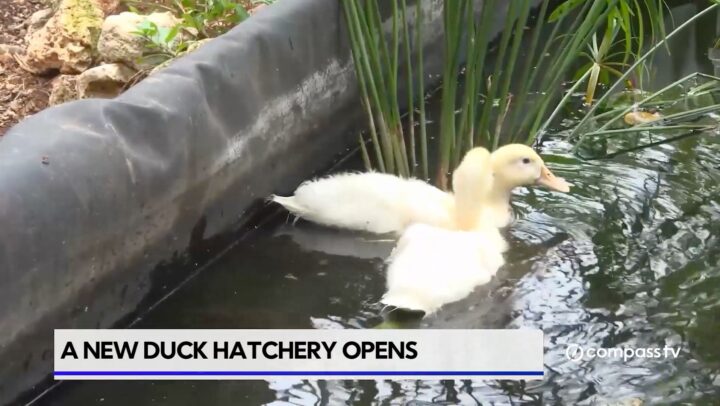 A new duck hatchery opens